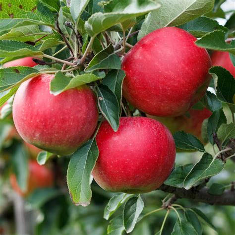 Arbre fruitier à planter Pommiers Malus domestica Melrose