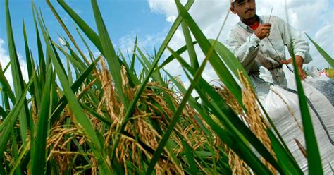 Denuncian Que Se Perdieron De Cosechar Miles De Toneladas De Arroz En