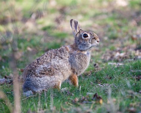 Eastern Cottontail Rabbit Facts Behavior And Care Guide Pet Breeezy