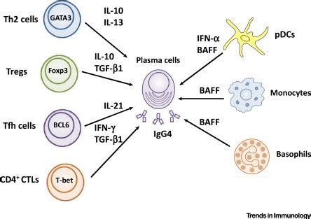 Mechanistic Insights into Autoimmune Pancreatitis and IgG4-Related ...