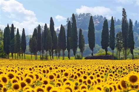 Iconic Trees In Tuscany Where To Photograph Them The Tuscan Mom