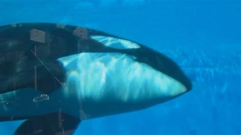 $100M Orca tank expansion at SeaWorld approved with conditions - ABC7 ...