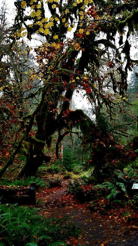 The Hoh Rainforest 7 By Imaginativehobbyist On Deviantart