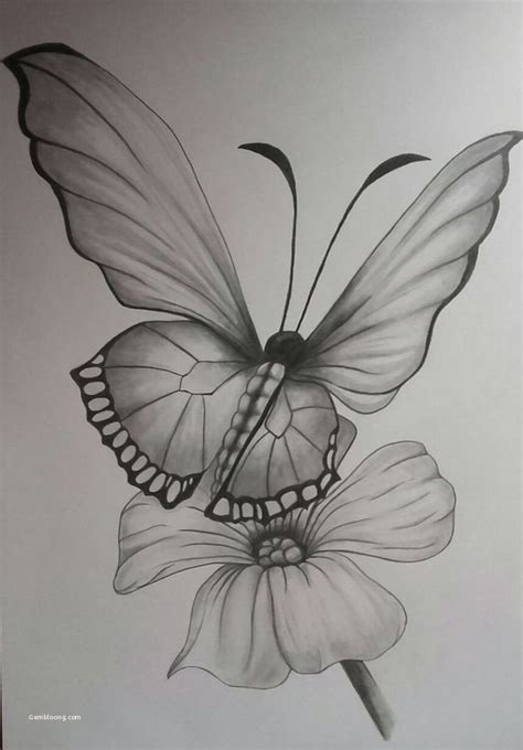 Butterfly Drawing Pencil Sketch Colorful Realistic Art Images