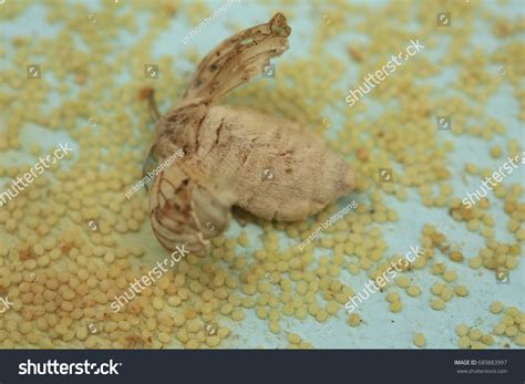 Silkworm Moth Laying Eggs Stock Photo 689883997 | Shutterstock