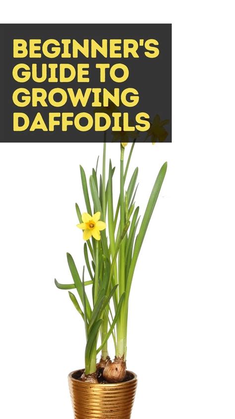 Beginner's Guide to Growing Daffodils | Planting flowers, Daffodils ...