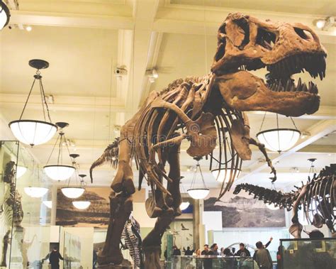 Dinosaur Skeleton at the Museum Editorial Image - Image of national ...