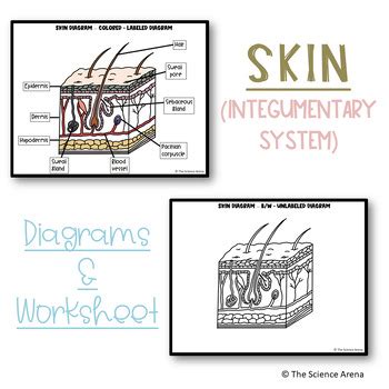 Skin Diagrams Integumentary System Images Labeled Unlabeled And