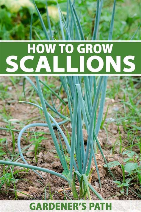 Scallions Offer Gardeners A Mild Onion Taste Without The Months Long