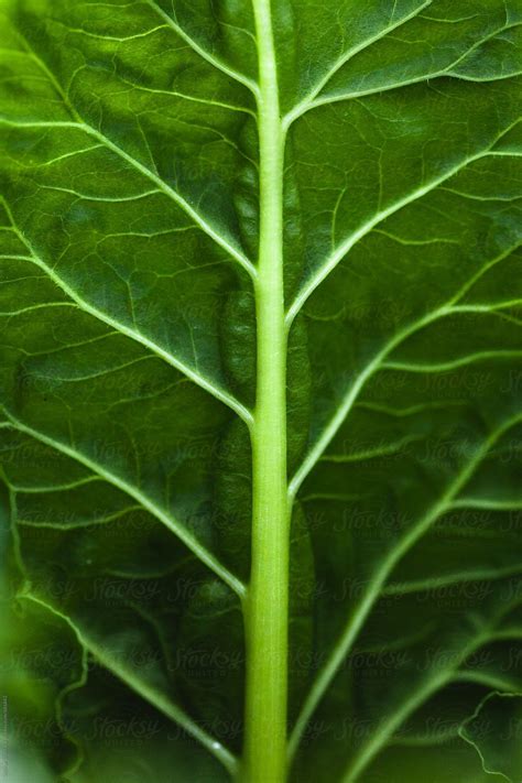 Close Up Of Leaf Veins On A Leaf By Stocksy Contributor Shikhar