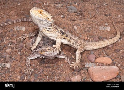 À l intérieur des terres ou le centre de dragon barbu Pogona vitticeps