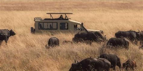 Tage Spektakul Re Kenia Tansania Safari Sansibar Strand