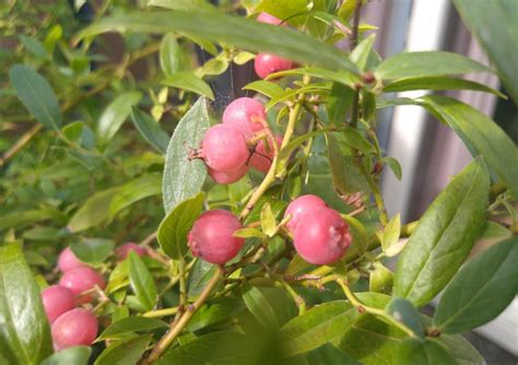 Blauwe Bessenstruiken Kopen Vanaf In Pot Fruitbomen Net