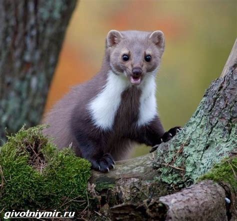 Кто Такая Куница Фото — Фото