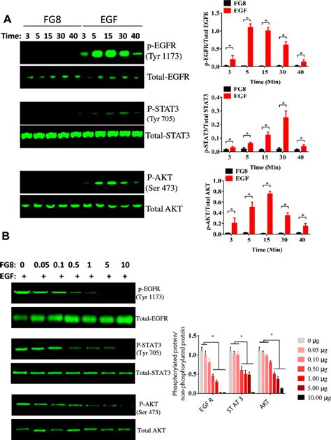 A Fg Alone Has No Effect On Egfr Mediated Signaling Pathway