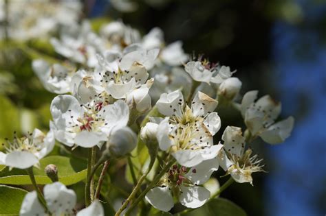 Kostenlose foto Apfel Baum Natur Ast blühen Weiß Frucht Blume