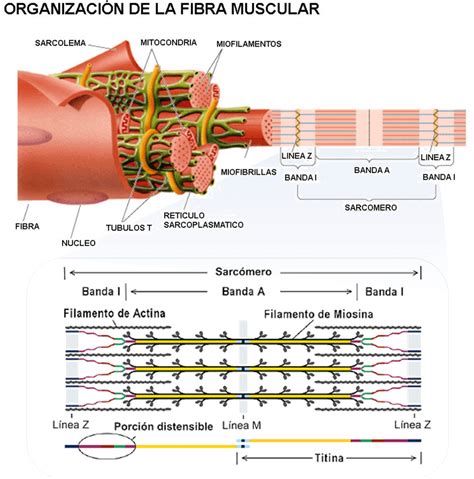 Qu Es La Contracci N Muscular Hipertrofia Muscular