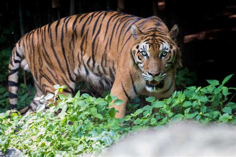 India Has Tigers Home To Per Cent Of Global Numbers Tiger