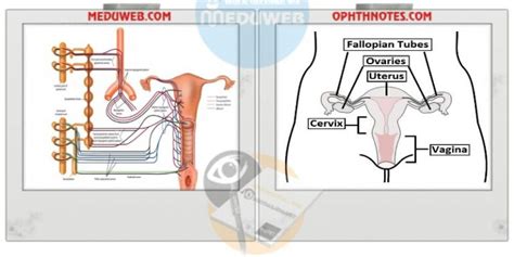 Genital Tract Nerve Supply Meduweb