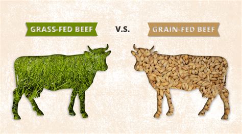 What Is The Difference Between Grass Fed And Grain Fed Beef