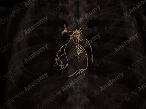 Cardiac Plexus | Complete Anatomy