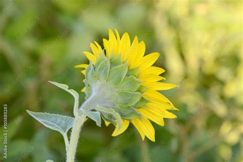 background picture of a sunflower field Stock Photo | Adobe Stock