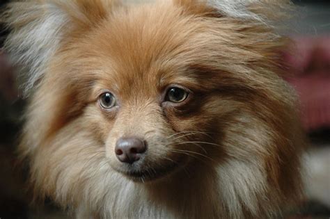 cutest   small fluffy dog breeds sigma