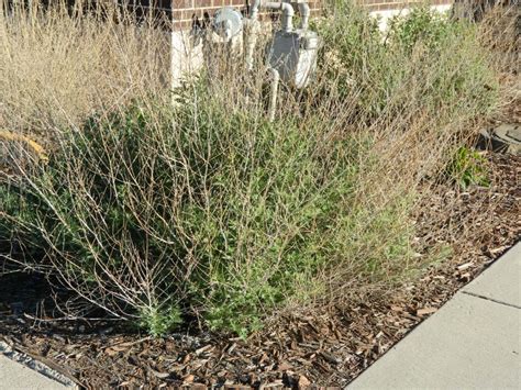 Update on Russian Sage Pruning | Colorado Yard Care