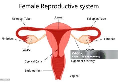 Female Reproductive System With Labelled Parts On White Background