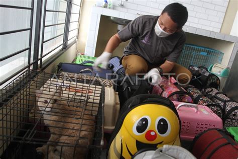 PERINGATAN HARI RABIES SEDUNIA DI MALANG ANTARA Foto