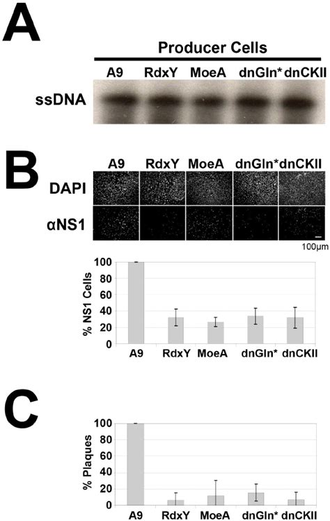 Maturation Of Progeny Mvm Virions During Vesicular Transport Through Er