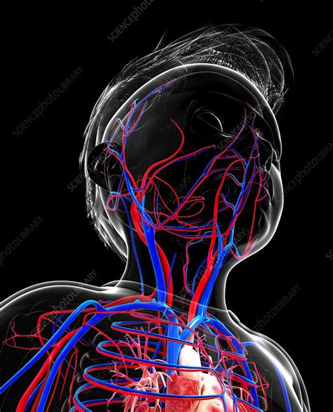 Human Cardiovascular System Artwork Stock Image F