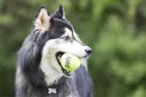 Ripley JUGUETE PERROS KONG SQUEAK AIR BALLS LARGE PELOTA PACK X2