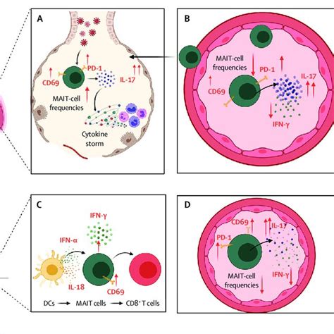 Figure Role Of MAIT Cells In COVID 19 And Obesity MAIT Cells In A