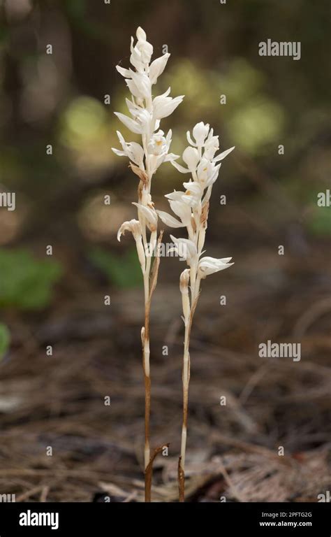 Phantom Orchid Cephalanthera Austiniae Flowering Growing In Deep