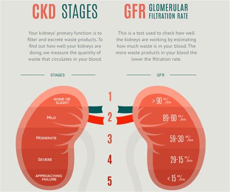 Stages Of Kidney Disease Chart