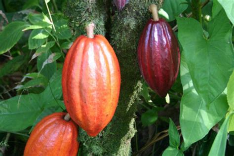 Como O Cacau Era Utilizado Pelos Nativos Da Floresta - Cacau é produzido na Amazônia para preservar floresta | Exame