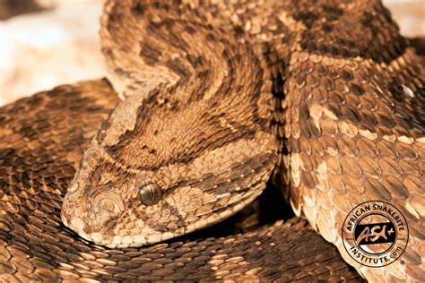 Puff Adder - African Snakebite Institute