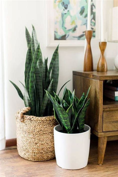 5 curiosidades que tenés que saber sobre la sansevieria la planta