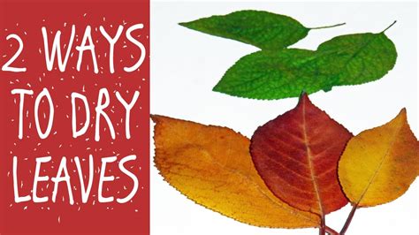 2 WAYS TO DRY LEAVES YouTube