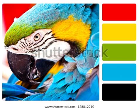 Parrot Bird Color Palette Complimentary Swatches Stock Photo (Edit Now ...