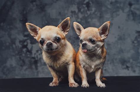 Two Mexican Chihuahua Together Puppies Against Dark Background Stock ...