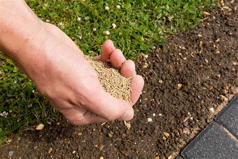 Quelle Quantit De Graines Semer Pour Une Pelouse