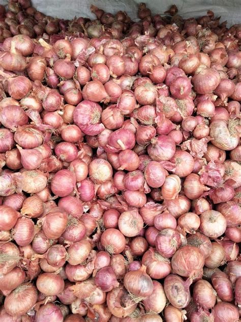 Maharashtra Red Super Onion A Grade Onion Size Available Large At Rs