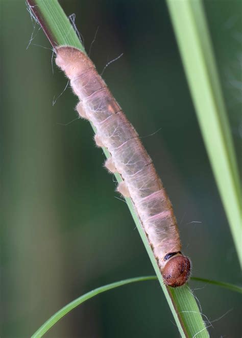 Twin-spot Skipper - Alabama Butterfly Atlas