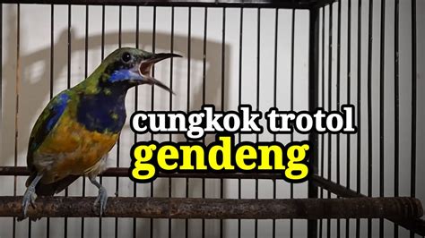 CUCAK CUNGKOK TROTOL GACOR YouTube