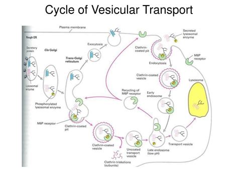 Ppt Vesicular Trafficking Powerpoint Presentation Free Download Id