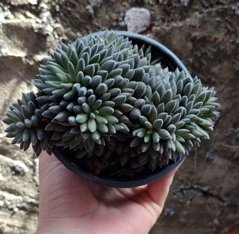 Mudas De Suculenta Jade Chinês Sinocrassula Yunnanensis