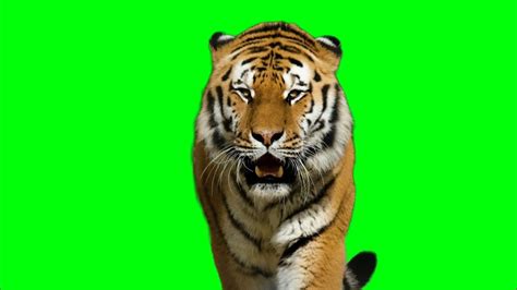 Tiger Green Screen VFX No Copyright Real Footage YouTube