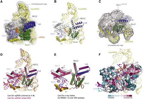 Structural Basis Of Target DNA Recognition By CRISPR Cas12k For RNA